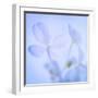 Hydrangea Blossoms I-Kathy Mahan-Framed Photographic Print