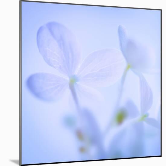 Hydrangea Blossoms I-Kathy Mahan-Mounted Photographic Print