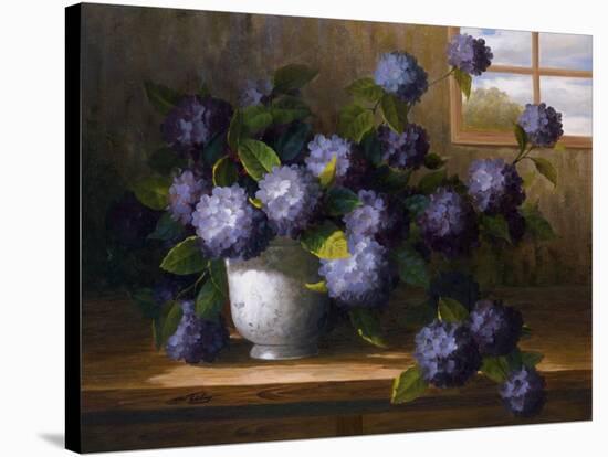 Hydrangea Blossoms II-Welby-Stretched Canvas