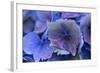 Hydrangea Blue IV-Rita Crane-Framed Photographic Print