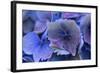 Hydrangea Blue IV-Rita Crane-Framed Photographic Print