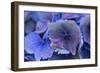 Hydrangea Blue IV-Rita Crane-Framed Photographic Print