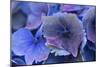 Hydrangea Blue IV-Rita Crane-Mounted Photographic Print