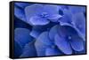 Hydrangea Blues I-Rita Crane-Framed Stretched Canvas