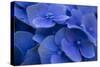 Hydrangea Blues I-Rita Crane-Stretched Canvas