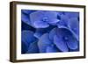 Hydrangea Blues I-Rita Crane-Framed Photographic Print