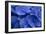 Hydrangea Blues I-Rita Crane-Framed Photographic Print