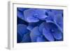 Hydrangea Blues I-Rita Crane-Framed Photographic Print