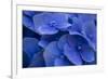 Hydrangea Blues I-Rita Crane-Framed Photographic Print