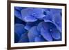 Hydrangea Blues I-Rita Crane-Framed Photographic Print