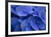 Hydrangea Blues I-Rita Crane-Framed Photographic Print