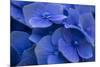 Hydrangea Blues I-Rita Crane-Mounted Photographic Print