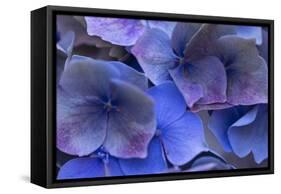 Hydrangea Blues III-Rita Crane-Framed Stretched Canvas