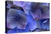 Hydrangea Blues III-Rita Crane-Stretched Canvas