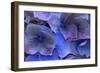 Hydrangea Blues III-Rita Crane-Framed Photographic Print