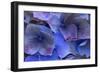 Hydrangea Blues III-Rita Crane-Framed Photographic Print