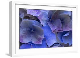 Hydrangea Blues III-Rita Crane-Framed Photographic Print