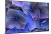 Hydrangea Blues III-Rita Crane-Mounted Photographic Print