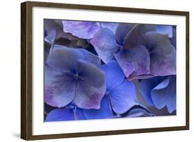 Hydrangea Blues III-Rita Crane-Framed Photographic Print