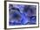 Hydrangea Blues III-Rita Crane-Framed Photographic Print