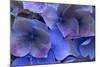 Hydrangea Blues III-Rita Crane-Mounted Photographic Print