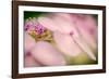 Hydrangea Bouquet-Ursula Abresch-Framed Photographic Print