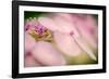 Hydrangea Bouquet-Ursula Abresch-Framed Photographic Print