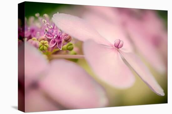 Hydrangea Bouquet-Ursula Abresch-Stretched Canvas