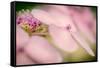 Hydrangea Bouquet-Ursula Abresch-Framed Stretched Canvas