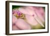 Hydrangea Bouquet-Ursula Abresch-Framed Photographic Print