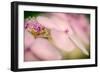 Hydrangea Bouquet-Ursula Abresch-Framed Photographic Print