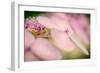 Hydrangea Bouquet-Ursula Abresch-Framed Photographic Print