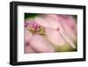 Hydrangea Bouquet-Ursula Abresch-Framed Photographic Print