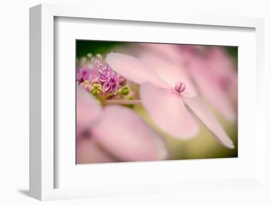 Hydrangea Bouquet-Ursula Abresch-Framed Photographic Print