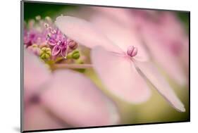 Hydrangea Bouquet-Ursula Abresch-Mounted Photographic Print