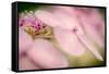 Hydrangea Bouquet-Ursula Abresch-Framed Stretched Canvas