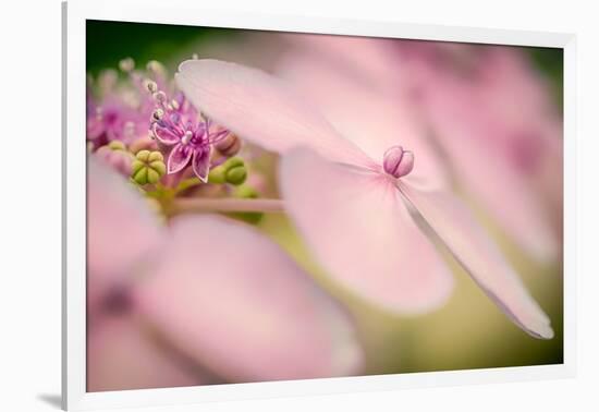 Hydrangea Bouquet-Ursula Abresch-Framed Photographic Print