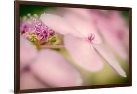 Hydrangea Bouquet-Ursula Abresch-Framed Photographic Print