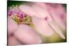 Hydrangea Bouquet-Ursula Abresch-Stretched Canvas