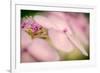 Hydrangea Bouquet-Ursula Abresch-Framed Photographic Print