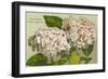 Hydrangea, Cape Cod, Mass.-null-Framed Art Print