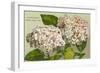 Hydrangea, Cape Cod, Mass.-null-Framed Art Print