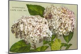 Hydrangea, Cape Cod, Mass.-null-Mounted Art Print