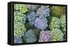 Hydrangea Close-Up of Flowers-null-Framed Stretched Canvas