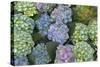 Hydrangea Close-Up of Flowers-null-Stretched Canvas