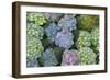 Hydrangea Close-Up of Flowers-null-Framed Photographic Print