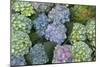 Hydrangea Close-Up of Flowers-null-Mounted Photographic Print