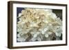 Hydrangea Delight I-Felicity Bradley-Framed Art Print