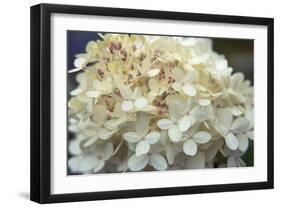 Hydrangea Delight I-Felicity Bradley-Framed Art Print