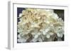 Hydrangea Delight I-Felicity Bradley-Framed Art Print